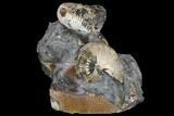 Fossil Ammonite (Hoploscaphites) Cluster - South Dakota #115070-1